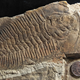 The R. rex fossil